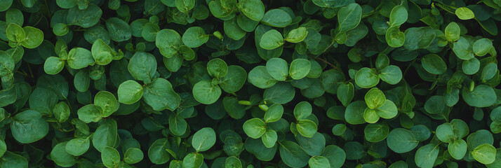Poster - Dense green turf texture viewed from above showcasing uniform height and smooth surface