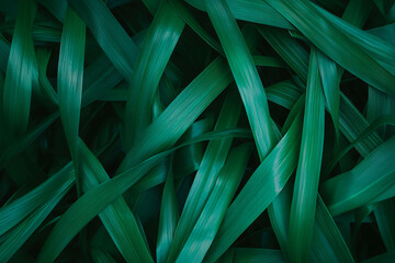 Poster - Dense interwoven grass texture with deep green color on a black background