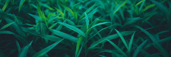 Poster - Lush dense grass from a top view with vibrant green color and soft texture in even lighting