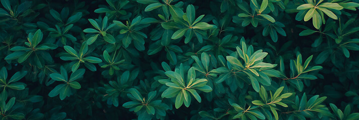 Poster - Lush green grass texture viewed from above with soft details and even lighting