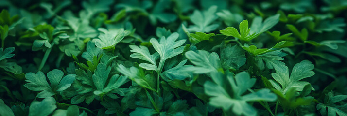 Fototapete - Soft, dense green grass texture with subtle lighting from a top-down view