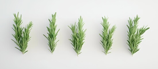 Poster - Vibrant green rosemary sprigs arranged linearly on a clean white background highlighting freshness and aromatic quality with natural appeal