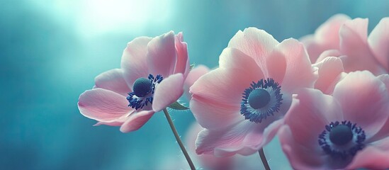 Leinwandbilder - Delicate pink anemone flowers in soft focus on a turquoise background showcasing nature's beauty with ethereal highlights and subtle details
