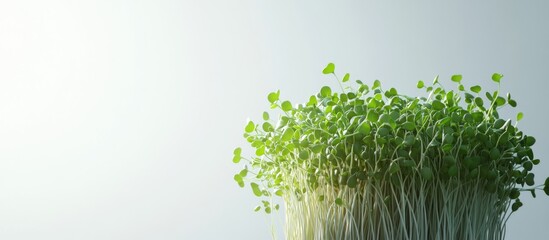Leinwandbilder - Fresh green sprouts with lush leaves growing from soil on a light grey background with soft lighting creating a serene ambiance and focus on nature.