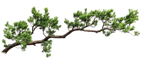Leinwandbilder - Lush green tree branch extending diagonally from left to right against a clean white background highlighting vibrant foliage and smooth bark texture.