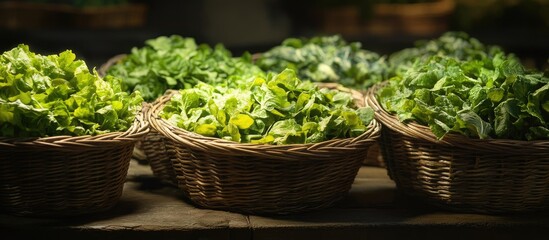 Poster - Vibrant salad greens in wicker baskets arranged at a market stall glowing under soft light showcasing a variety of fresh textures and shades