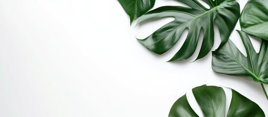 Aufkleber - Lush green monstera leaves arranged in the lower right corner on a clean white background enhancing freshness and nature's beauty.