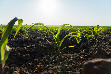 Wall Mural - Young corn plants emerge from dark, fertile soil, soaking up the warm sunlight on a clear day in the countryside