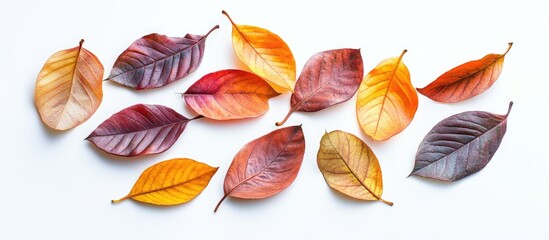 Aufkleber - Multicolored autumn leaves in shades of red, orange, and purple arranged on a white background showcasing seasonal beauty and diversity.