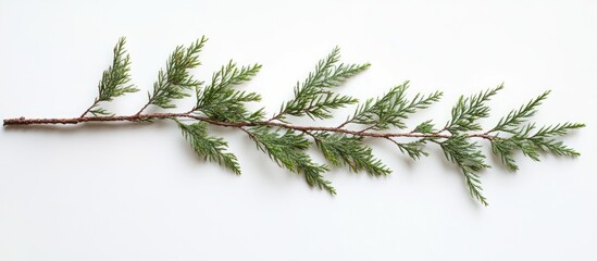 Poster - Lush green fir branch with detailed needle-like leaves positioned diagonally on a clean white background showcasing natural textures and colors.