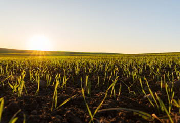 Wall Mural - Sunrise casts a warm glow over a vast field where new green sprouts are growing, signaling the start of a fruitful day in nature