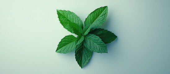 Poster - Vibrant green mint leaves arranged symmetrically on a light blue background highlighting their fresh color and lush texture in a minimalistic style