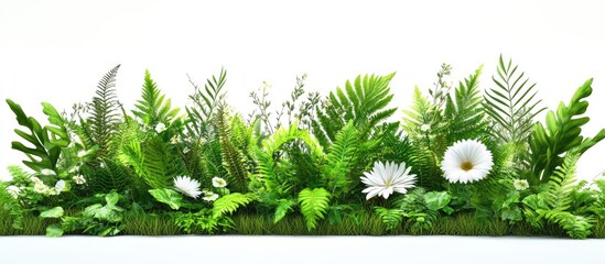 Aufkleber - Lush greenery with vibrant ferns and white daisies arranged horizontally on a bright white background creating a fresh and serene atmosphere