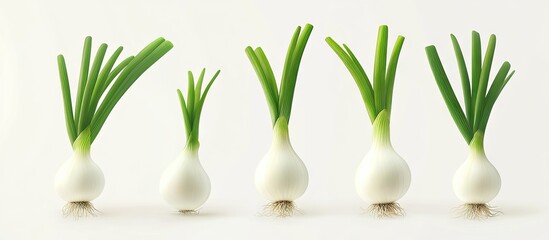 Poster - Fresh green onions with vibrant green tops and white bulbs arranged in a row on a soft white background highlighting their natural freshness and texture.