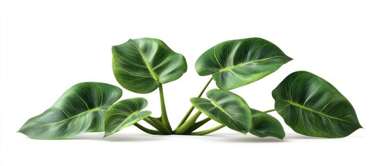 Poster - Tropical plant cluster with lush green leaves, arranged harmoniously on a white background, showcasing vivid colors and detailed textures.