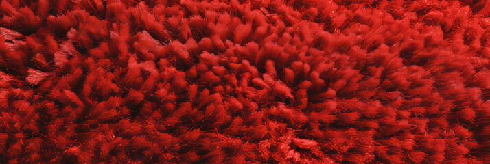 Poster - Maroon dense saxony carpet showcasing thick cut pile and subtle sheen in interior setting