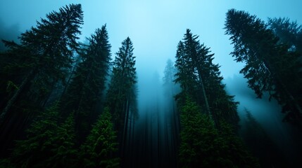 Canvas Print - Misty forest, tall trees, low angle, nature background, travel photo