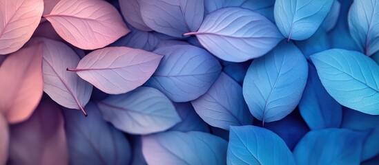 Leinwandbilder - Macro shot of layered leaves in a gradient of blue, purple, and pink tones, arranged in a flat lay style with soft, smooth textures.