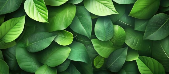 Poster - Lush green leaf texture with varying shades of green arranged in overlapping layers creating a vibrant natural background ideal for design.