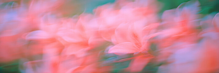 Fototapete - Soft hues of red and pink blend in a dreamy blur of floral textures