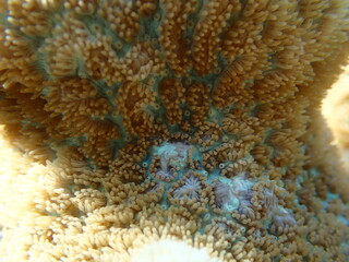 Wall Mural - Red-mouth mushroom anemone (Rhodactis rhodostoma) colony close-up undersea, Red Sea, Egypt, Sharm El Sheikh, Montazah Bay