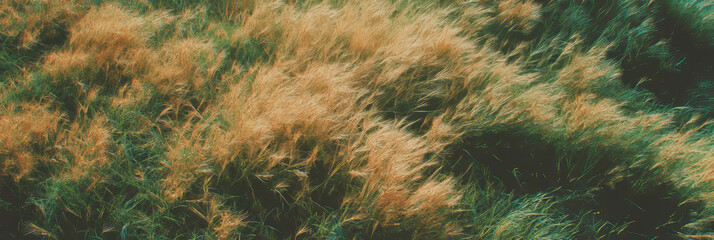 Fototapete - Dry texture of short clipped grass with soft shadows from a top view perspective