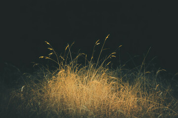 Poster - Short dry grass with yellowed tips against a black background creates an overlay texture