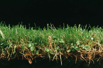 Aufkleber - Uneven texture of short grass with brown and green patches on a dark background