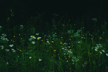 Poster - Varied meadow with diverse green shades and textures against a dark backdrop