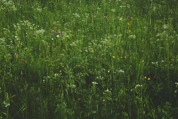 Poster - Varied green meadow with diverse textures and colorful patches against a dark background