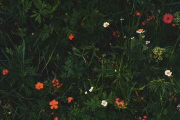 Poster - Colorful meadow texture featuring wildflowers against a dark backdrop