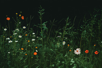 Poster - Varied meadow texture with diverse flowers and lush grass against a dark background