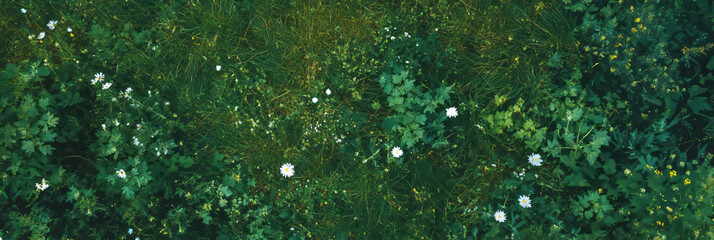Poster - Varied meadow texture featuring wildflowers and diverse grass types from an aerial perspective