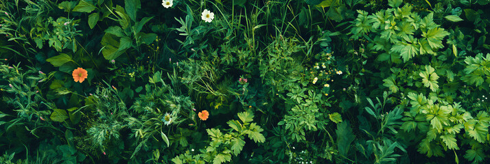 Poster - Varied meadow filled with wildflowers and grasses viewed from above