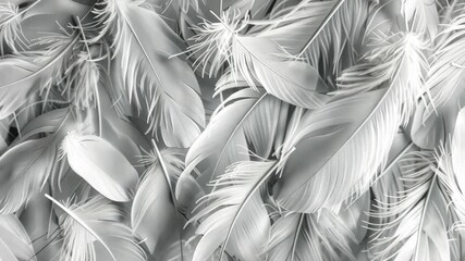 Poster - Soft and delicate white feathers gracefully arranged, highlighting their natural beauty and intricate textures in a minimalist setting