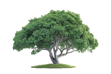 Wall Mural - big green oak tree isolated on transparent background