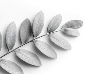 Poster - Delicate fern leaves are captured in monochrome with a soft blurred background, highlighting their intricate textures and luxurious minimalist aesthetic, creating a serene visual experience