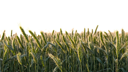 Wall Mural - lush green wheat ears sway gently in sunlit field, creating serene atmosphere