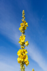 Blühende Gelbe Nachtkerze Blume , blauer Himmel, Deutschland