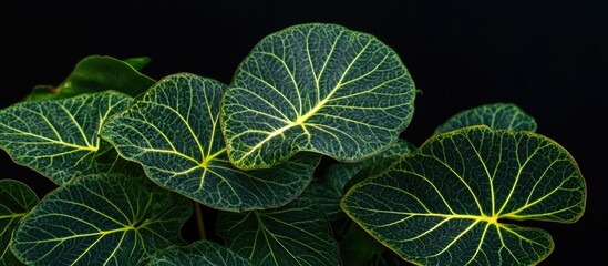 Wall Mural - Vibrant green leaves showcasing intricate veins against a dark background creating a striking nature close-up.