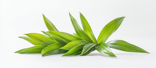 Aufkleber - fresh green leaves of a tropical plant isolated on a white background showcasing vibrant foliage and