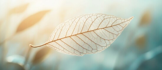 Sticker - Delicate close-up of translucent leaf structure showcasing intricate veins and natural textures illuminated by soft light