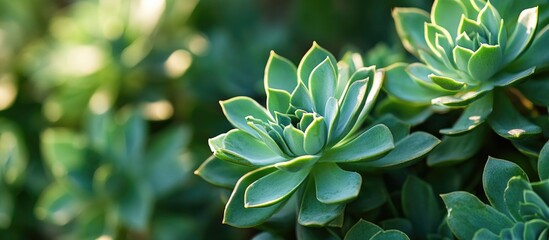 Sticker - Lush green succulent plants showcasing vibrant foliage in natural sunlight for a serene and refreshing botanical atmosphere