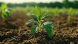 © dany - Young sprout emerging from fertile soil, agricultural field
