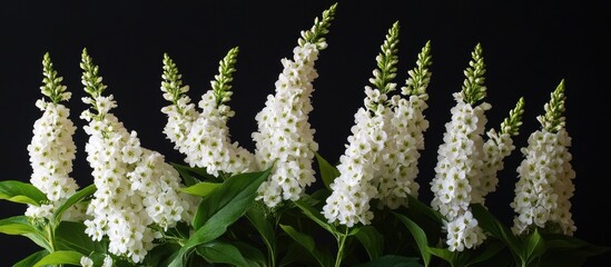 Wall Mural - elegant white spiraea flowers arranged against a dark background showcasing their delicate beauty an