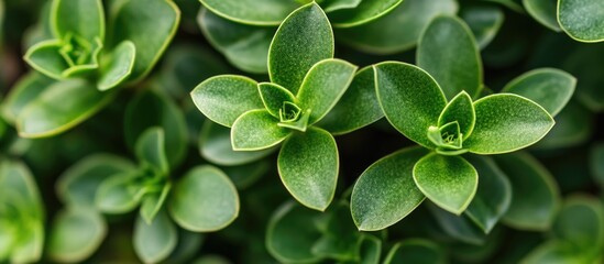 Aufkleber - close-up top view of lush green succulent plants highlighting intricate textures and natural beauty 