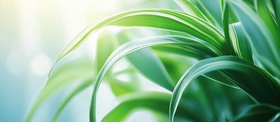Aufkleber - spider plant foliage with vibrant green and white leaves illuminated by soft natural light in a sere