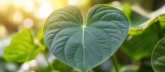 Wall Mural - Heart-shaped foliage of elephant ear plant illuminated by sunlight showcasing its intricate texture and vibrant green color.