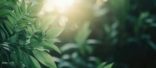 Aufkleber - sunlight filtering through lush green forest leaves creating a serene atmosphere with space for text