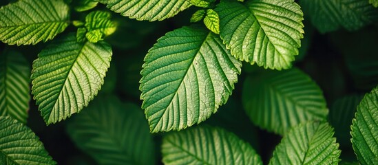 Wall Mural - Green leaves displaying intricate patterns and textures in a vibrant natural setting for use in botanical and environmental themes.